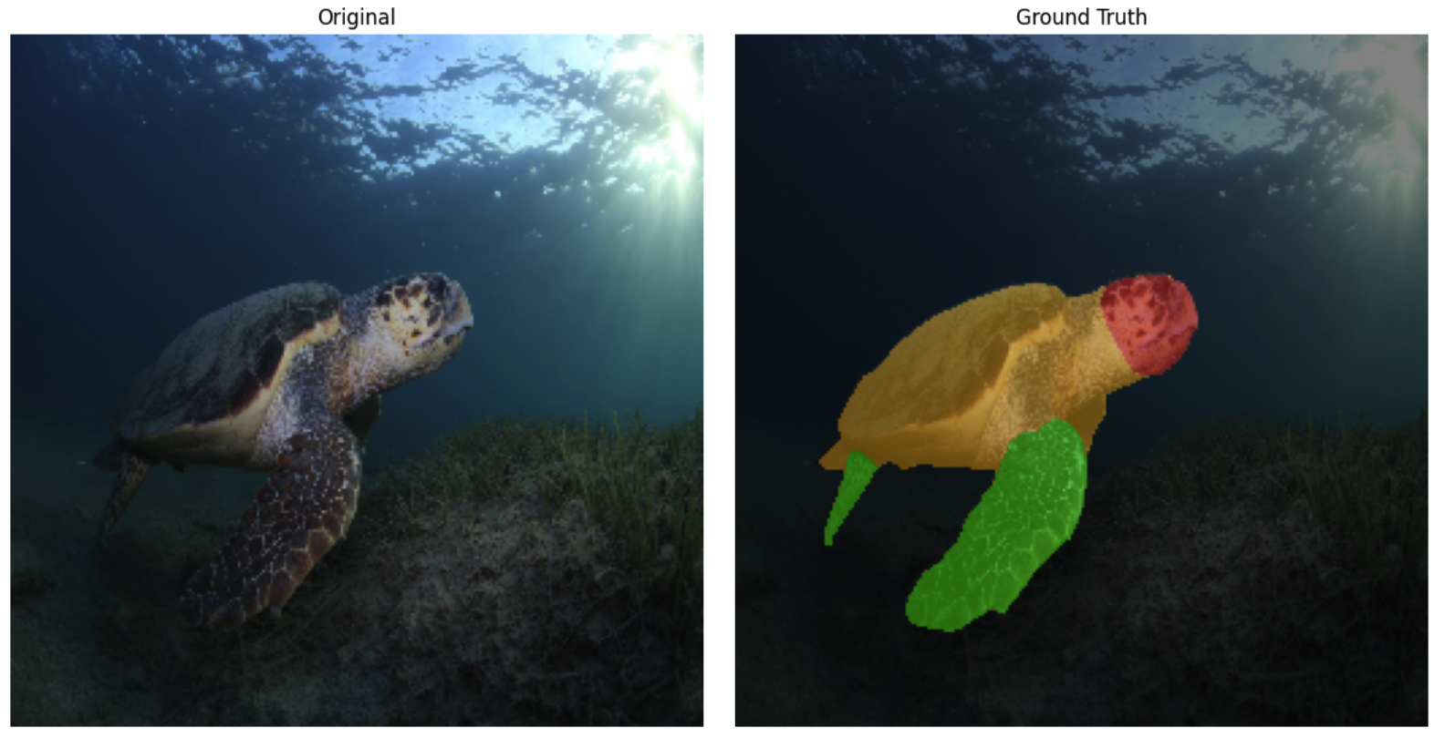 Sea Turtle Image Segmentation